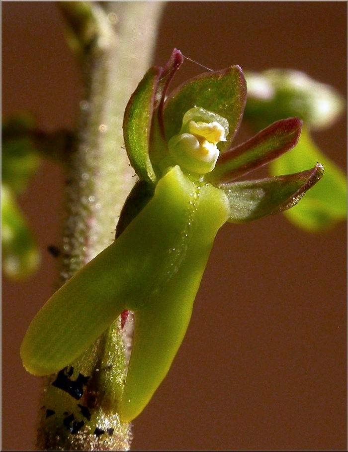 Neottia ovata (=Listera ovata)